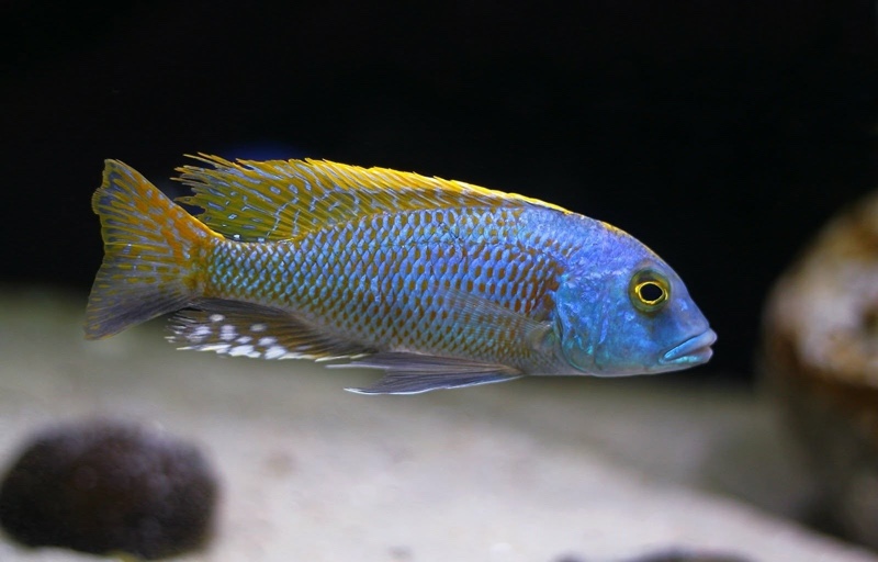 Buccochromis nototaenia